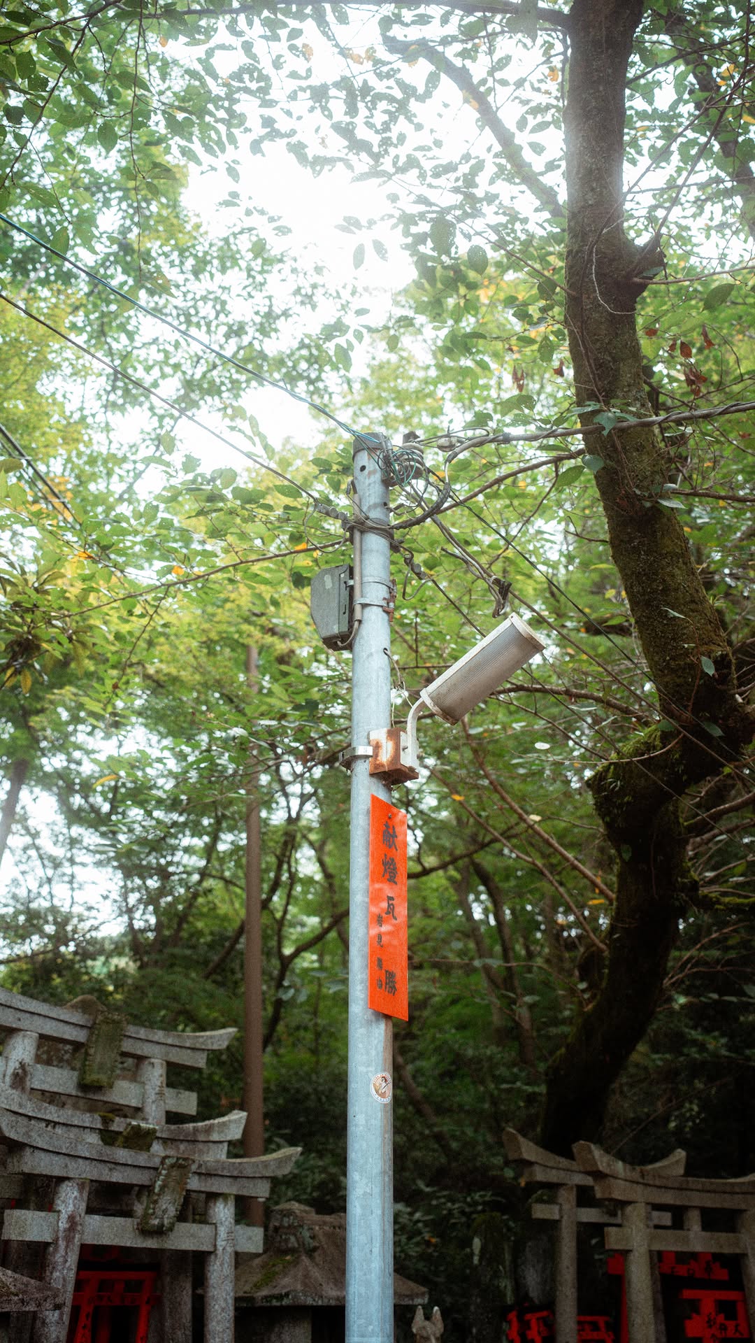 Kyoto's Fushimi Inari Shrine: A Quiet Path