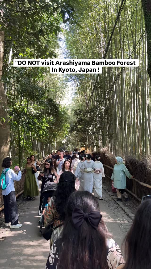 Kyoto Temples Offer Serene Bamboo Forest Escapes