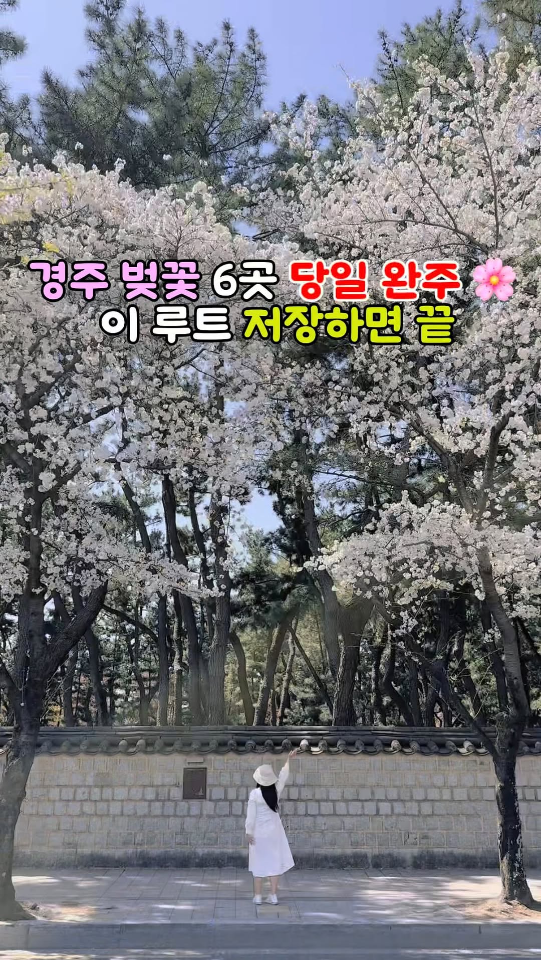 Gyeongju's Best Cherry Blossom Spots