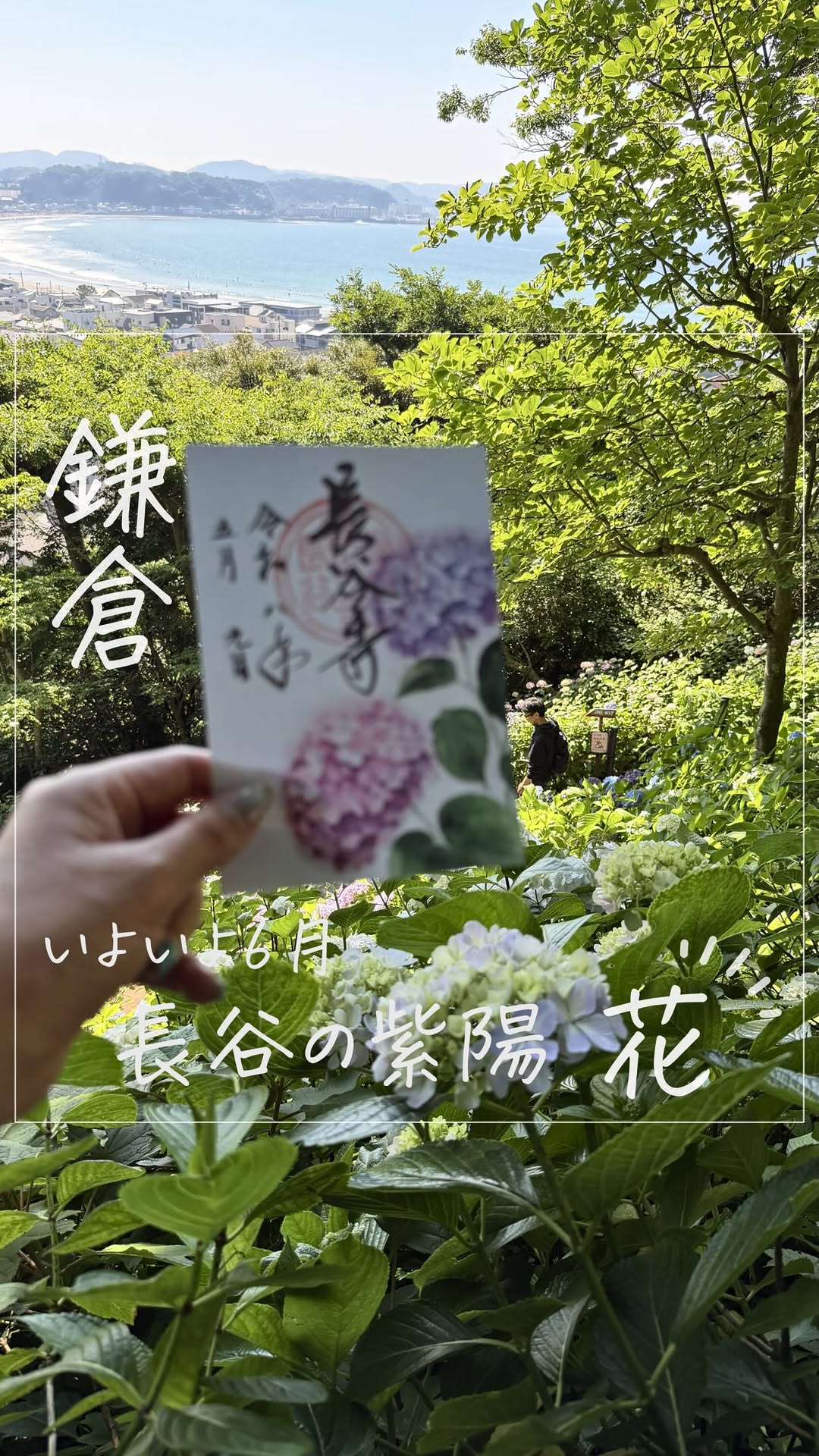 Kamakura Hydrangea Spots and Cafes