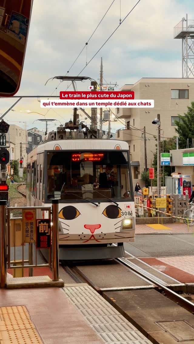 Cat Temple and Train in Tokyo