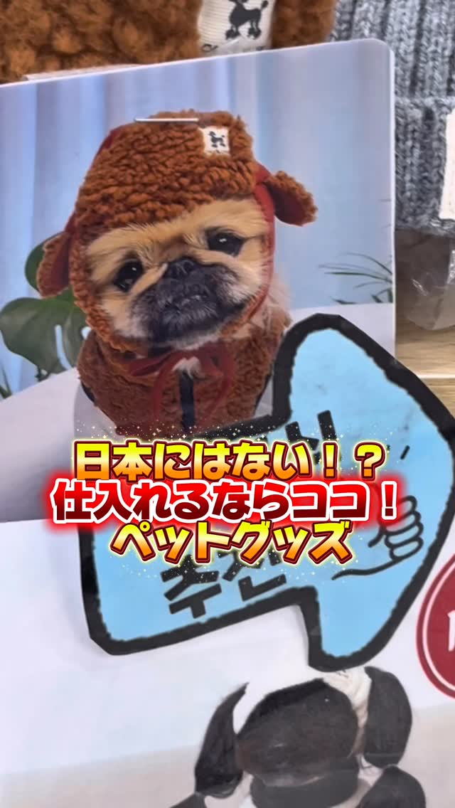Namdaemun Market's Pet Supply Emporium