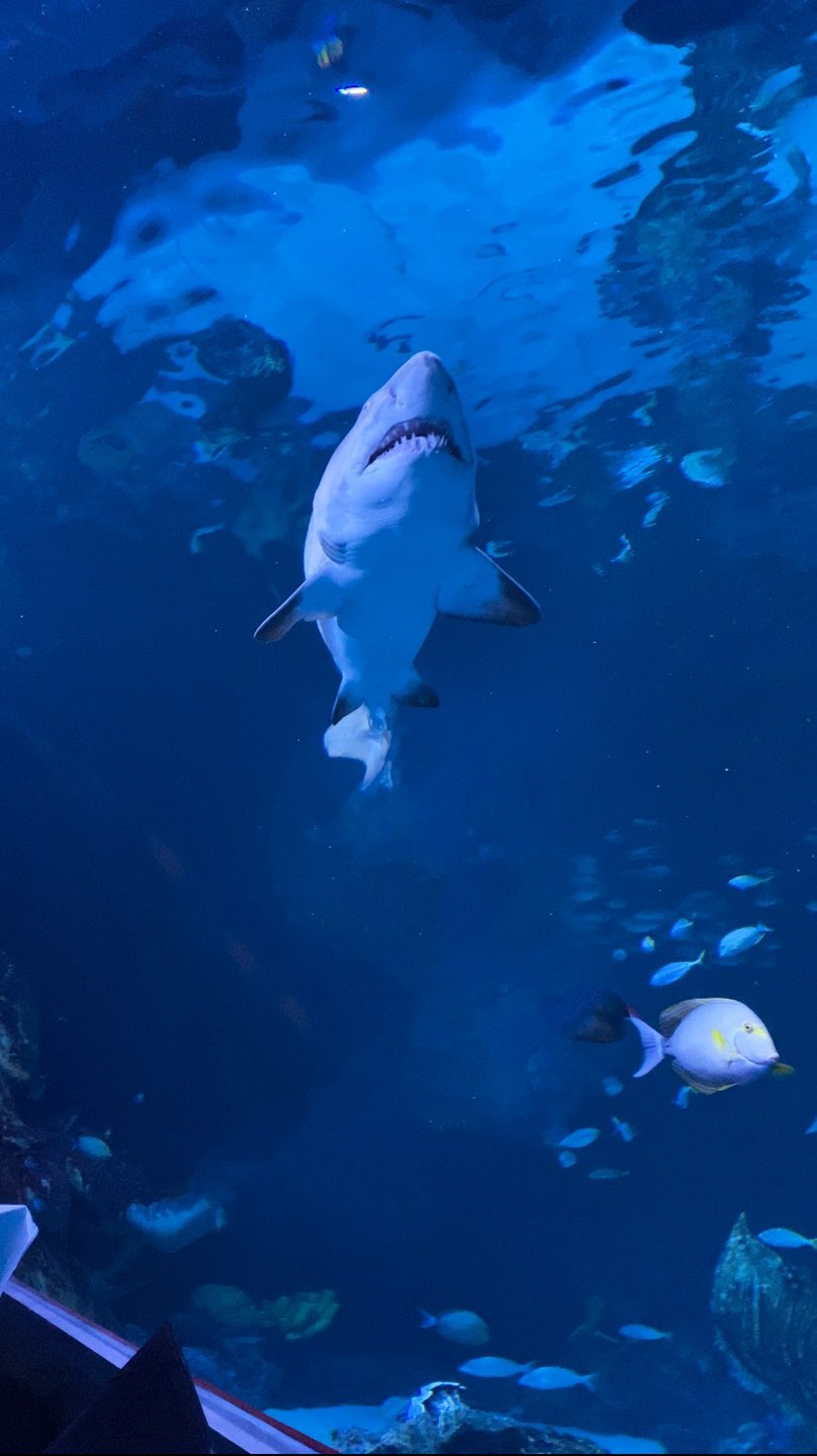 Dine Underwater at Phuket's Largest Aquarium