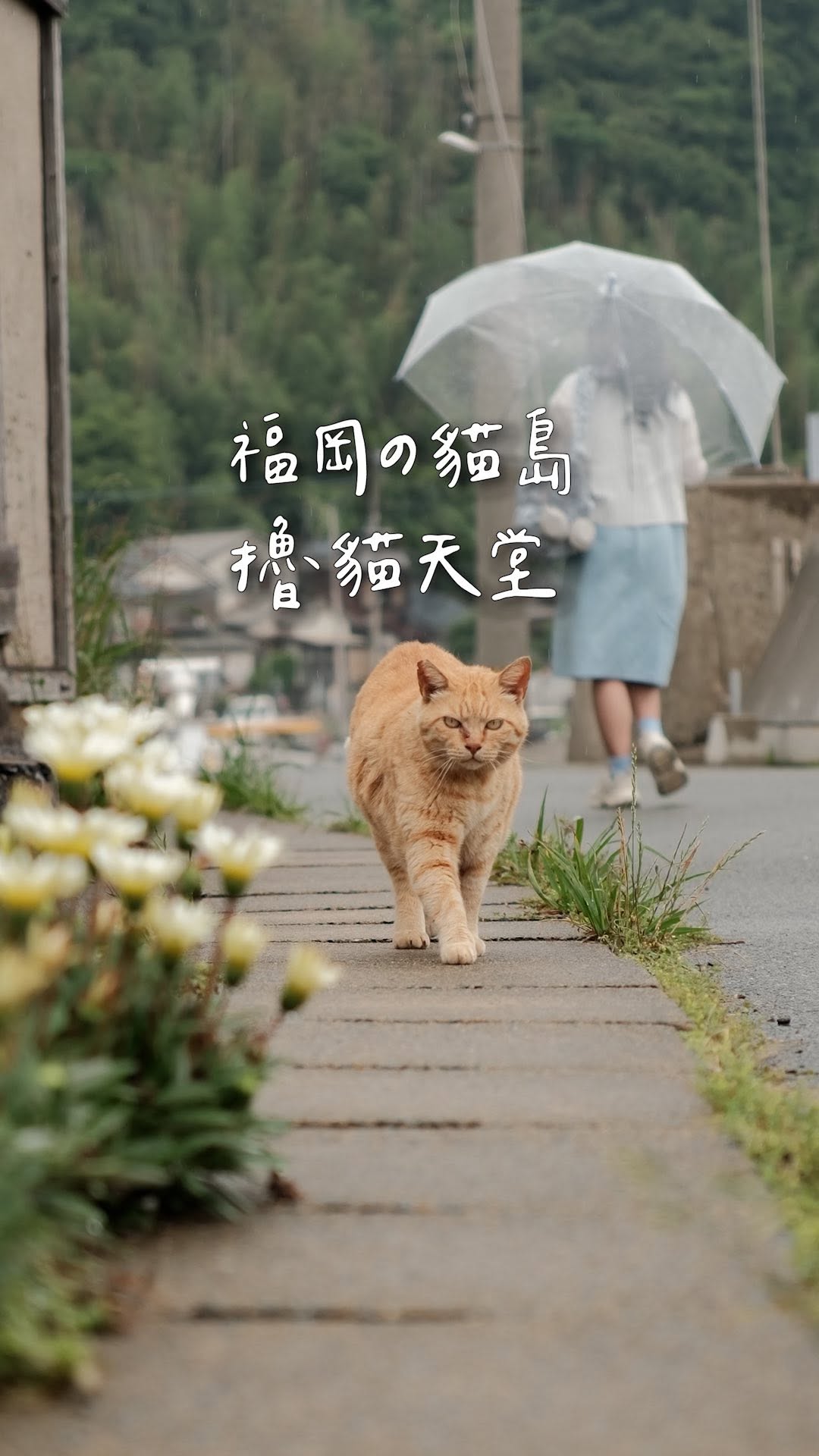 羊毛·台北 台中 台南美食, Ainoshima Island