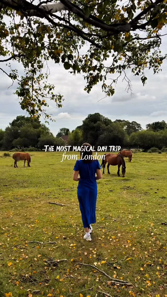 Brockenhurst: Magical Day Trip From London