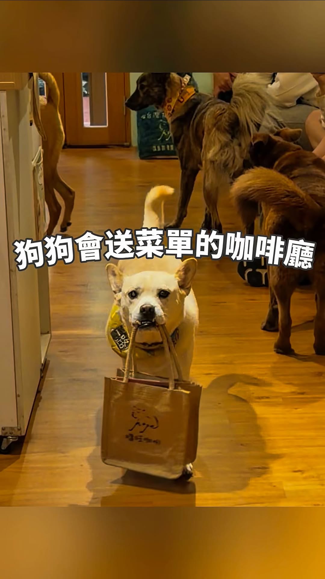 Hope Café: A Halfway House Where Dogs Deliver Menus