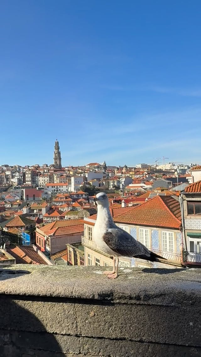 9 Places in Porto