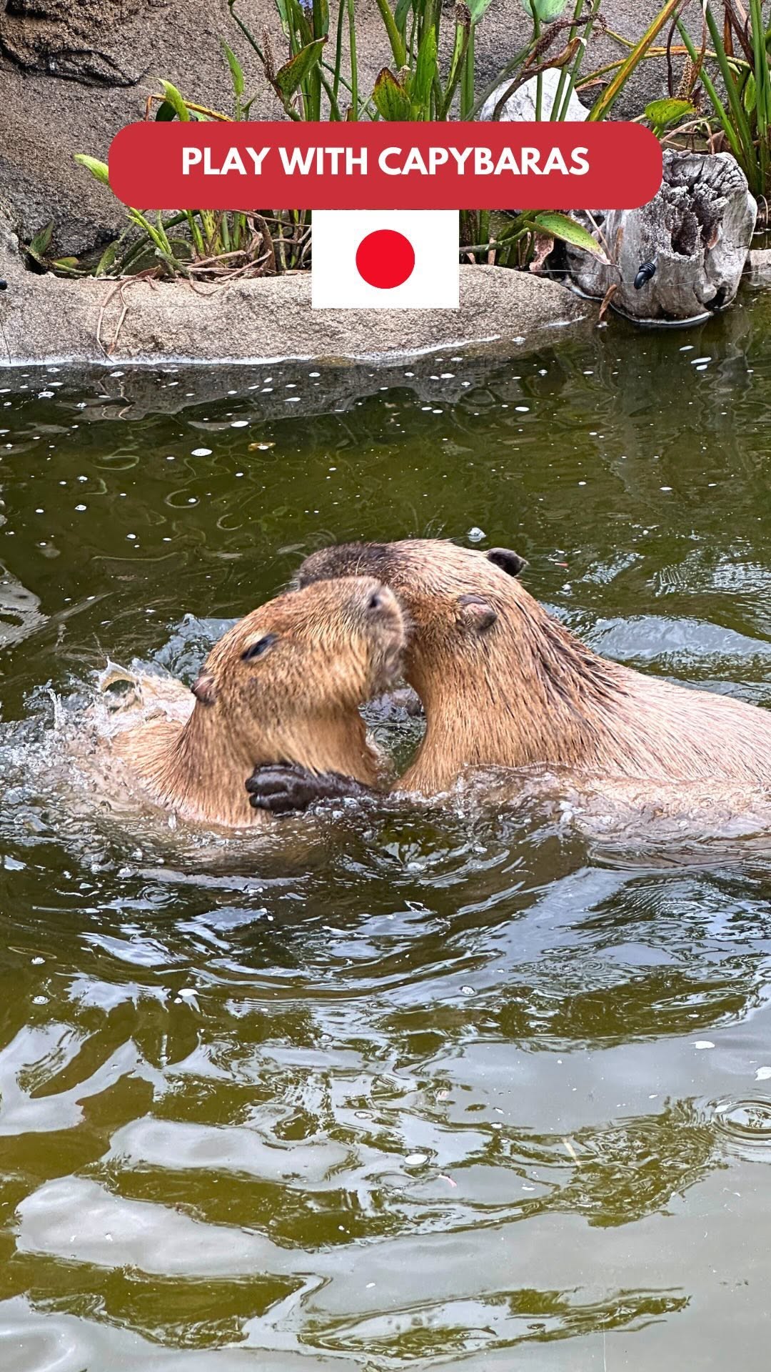 Kobe Animal Kingdom Features Capybaras and Animal Welfare