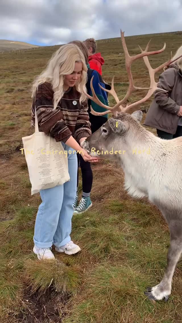 Cairngorm Reindeer Herd: A Top Scottish Experience