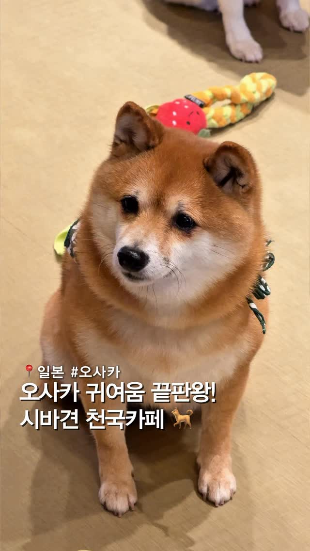 Osaka's Adorable Mame Shiba Cafe