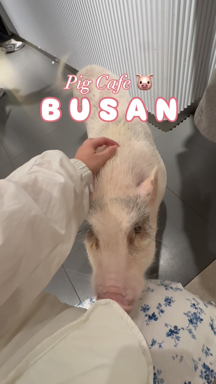 Busan's Unique Pig Cafe Experience