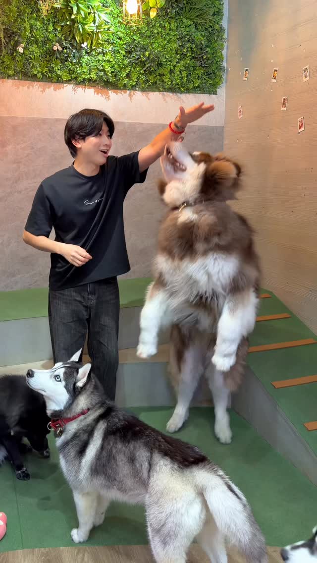 Tokyo Husky Cafe Experience
