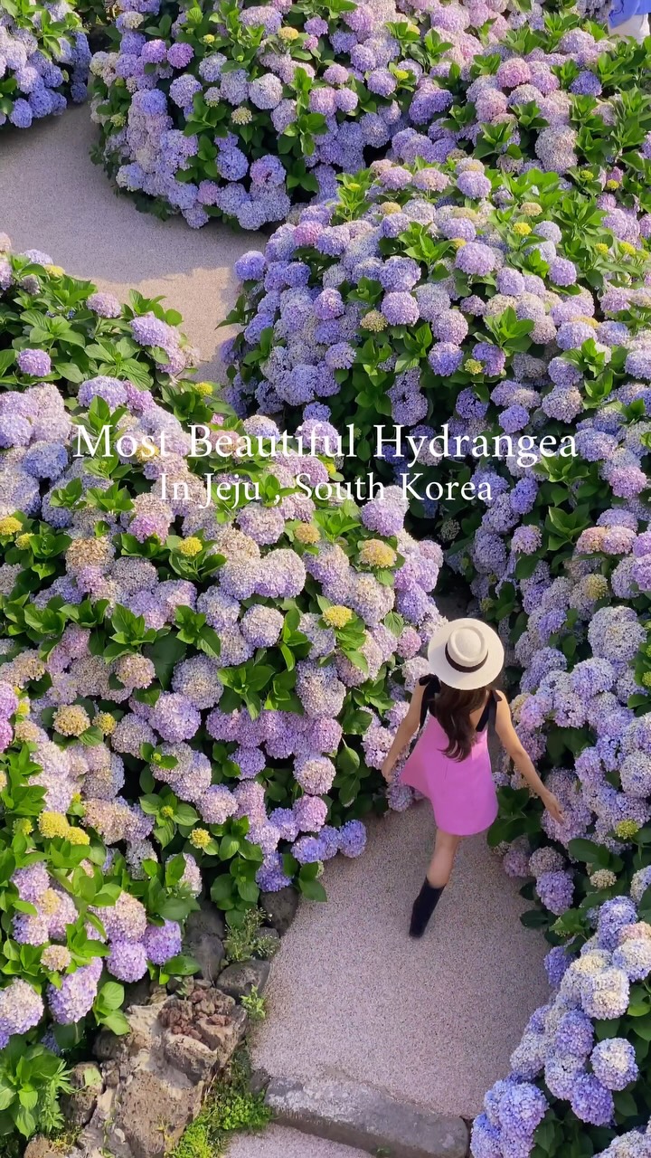 Mireina: A Hydrangea Garden's Aerial View