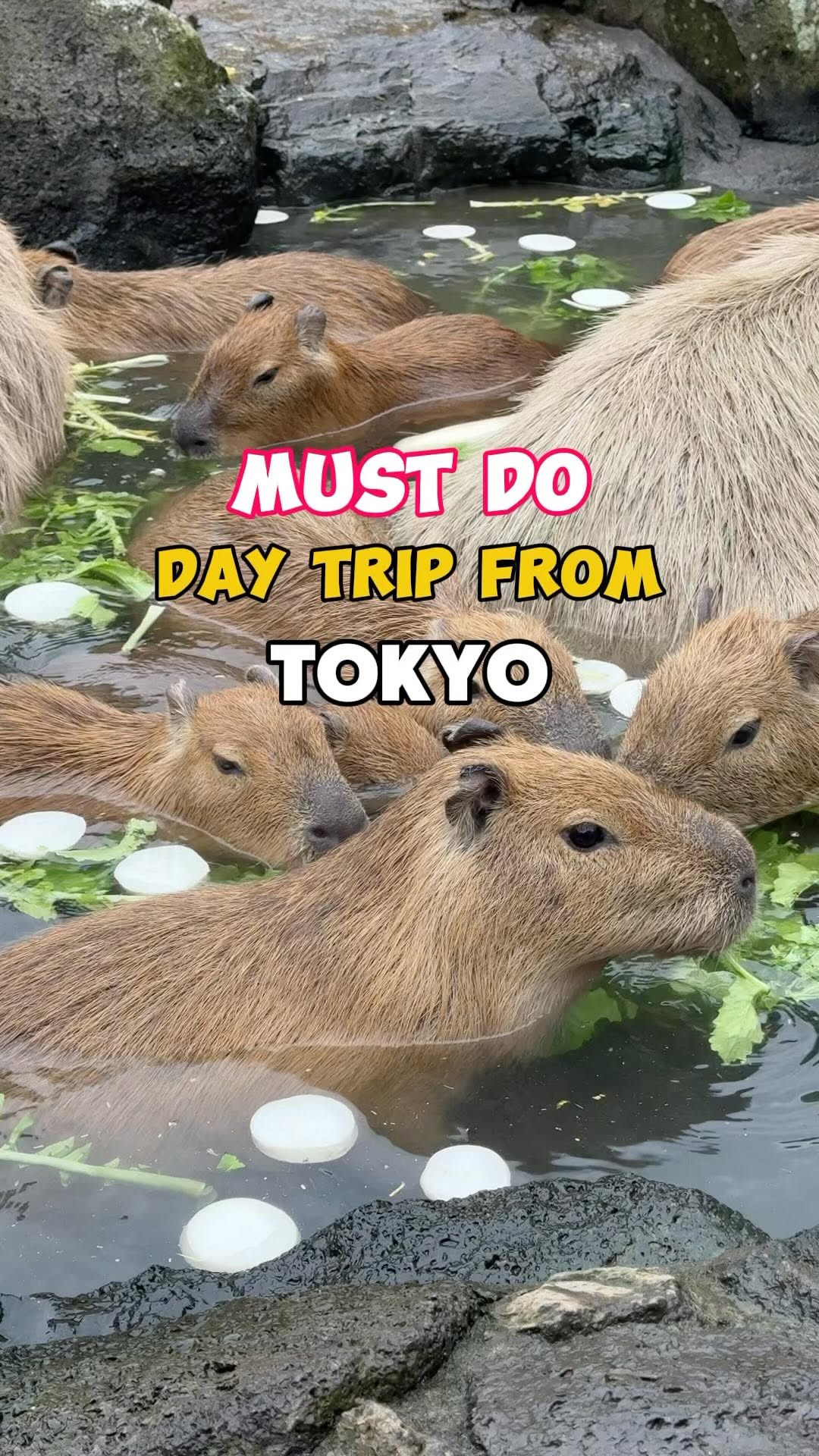 5 Attractions in Itō