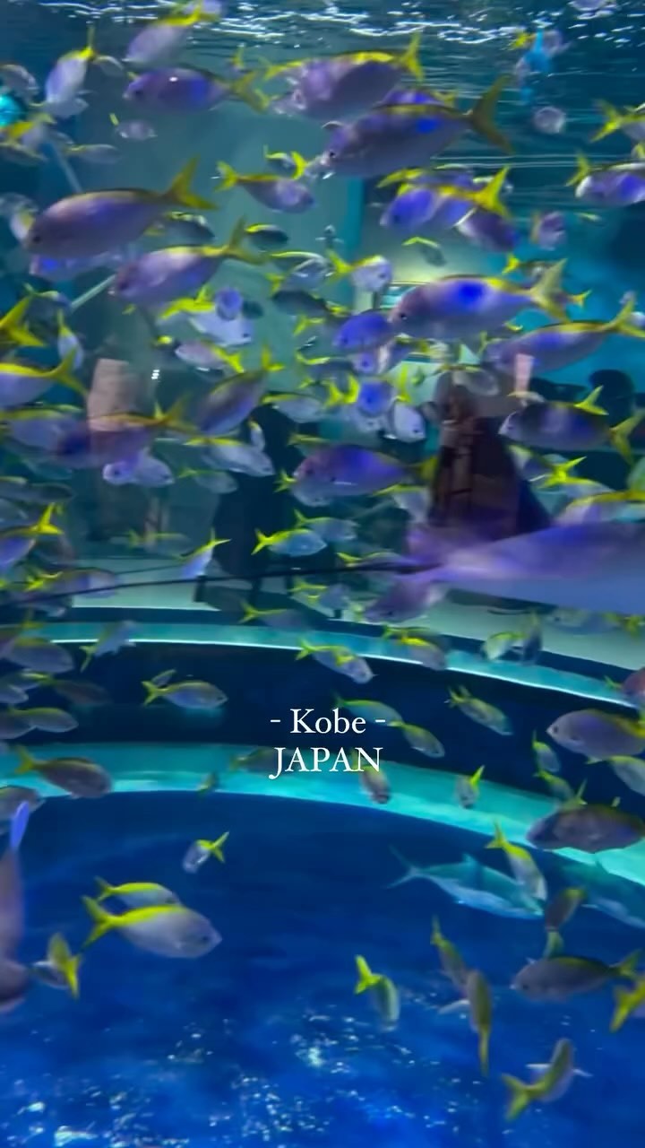 Átoa: Immersive Aquarium and Art Fusion
