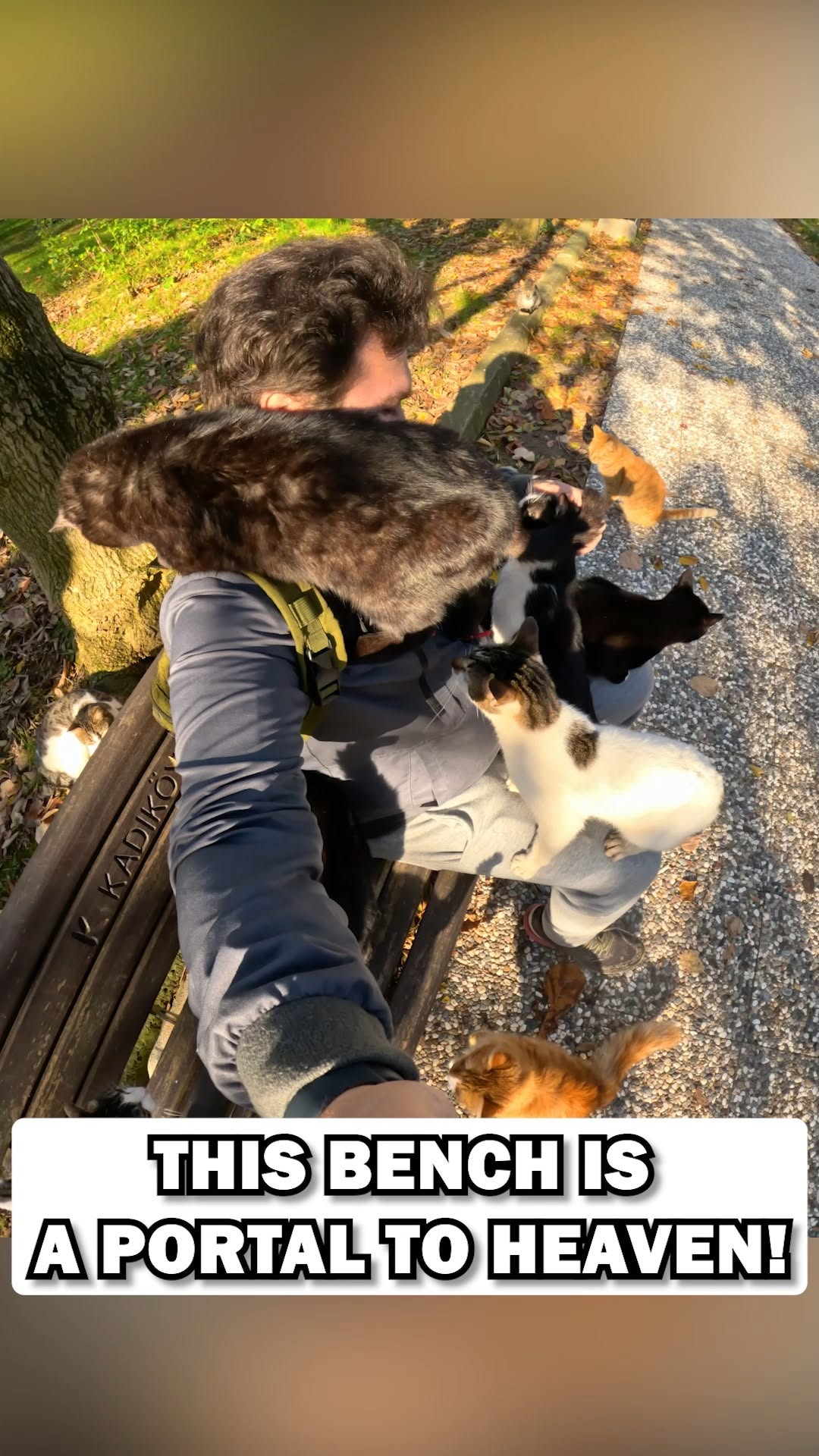 Fenerbahçe Parkı: A Cat Paradise