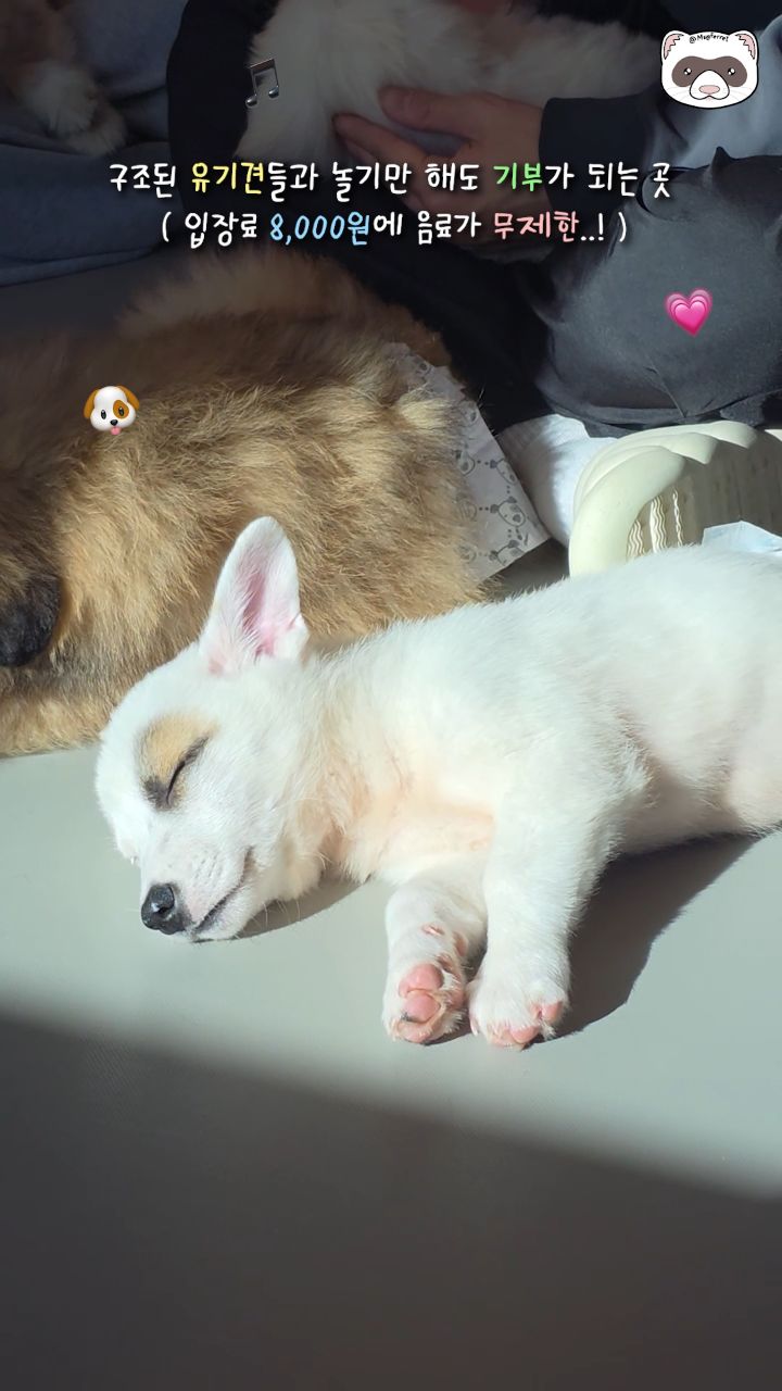 Seoul Dog Cafe Empowers Rescued Animals