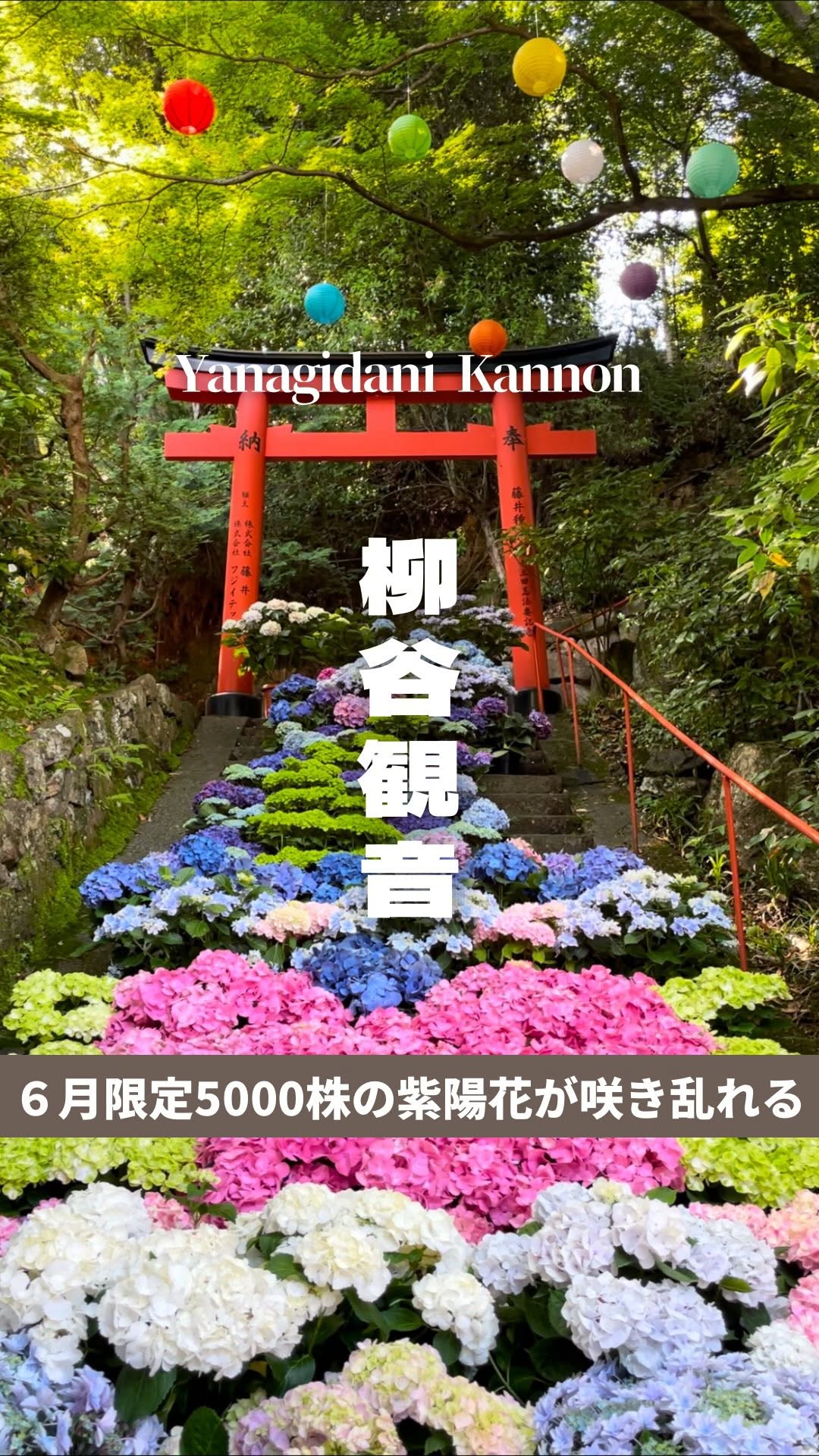 Kyoto Temple Boasts 5,000 Hydrangeas