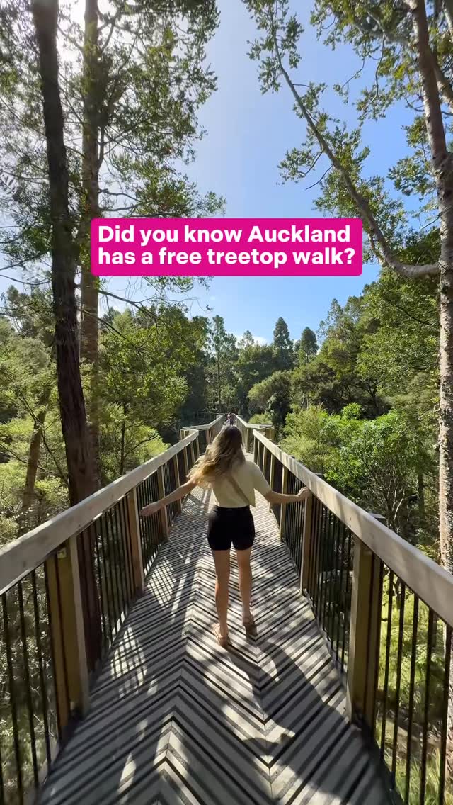 Kauri Glen Reserve Treetop Bridge Walk