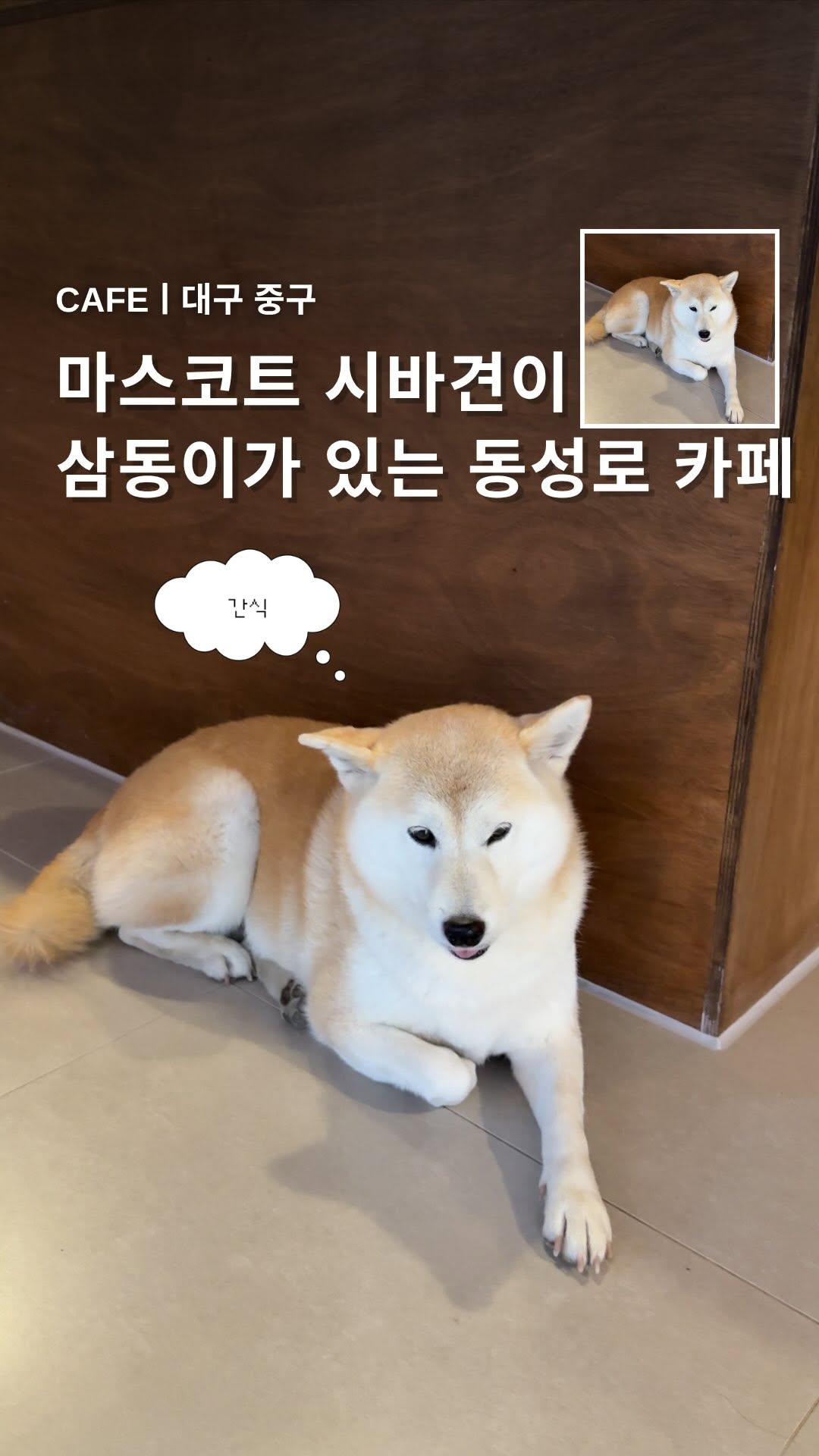 Dog-Friendly Cafe With Shiba Inu In Daegu