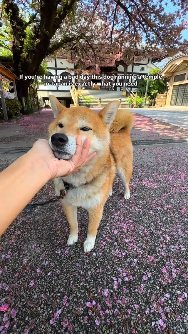Tokyo Temple Welcomes Visitors With Shiba Inu Ambassador