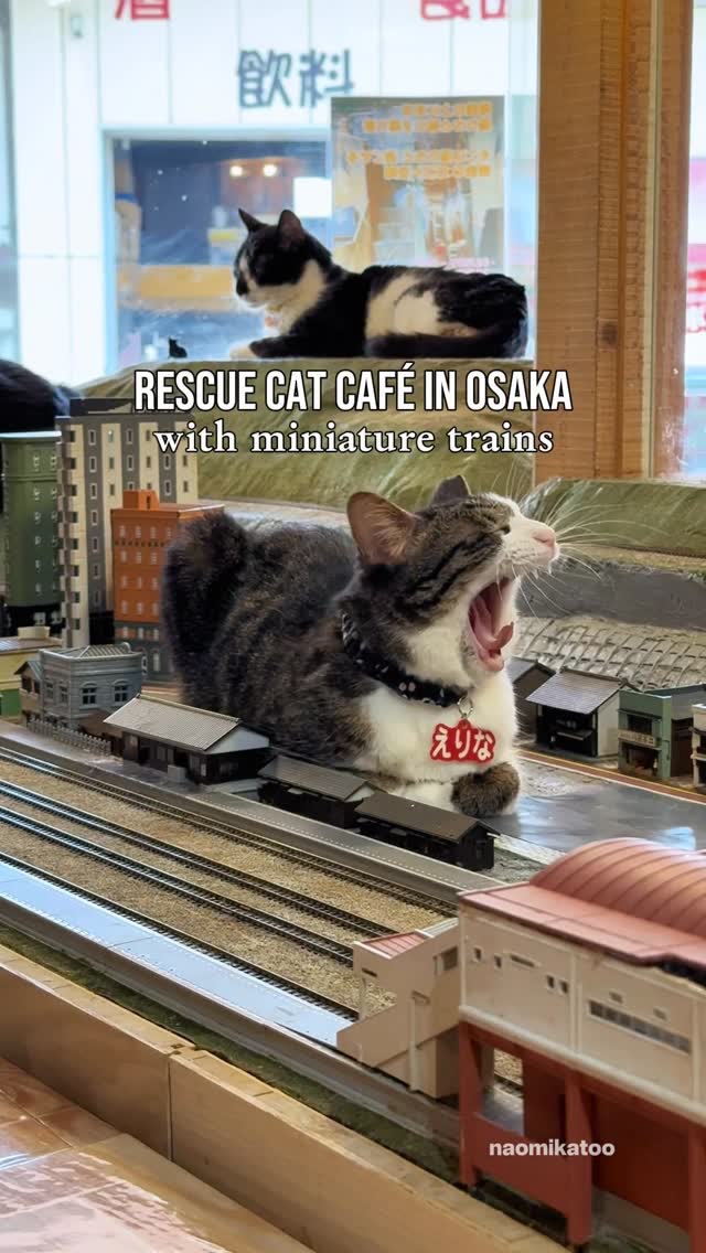 Unique Cat Cafe With Miniature Trains