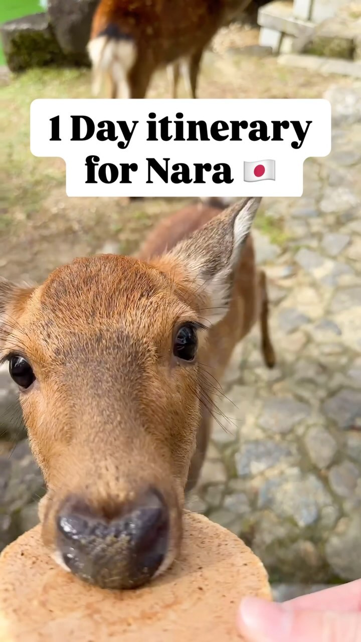 8 Attractions in Nara