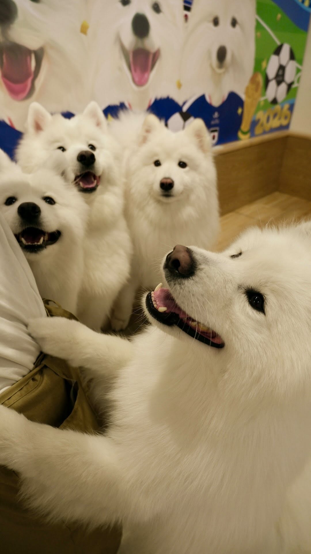 Tokyo's Serene Shrine, Bustling Streets, and Canine Cafes