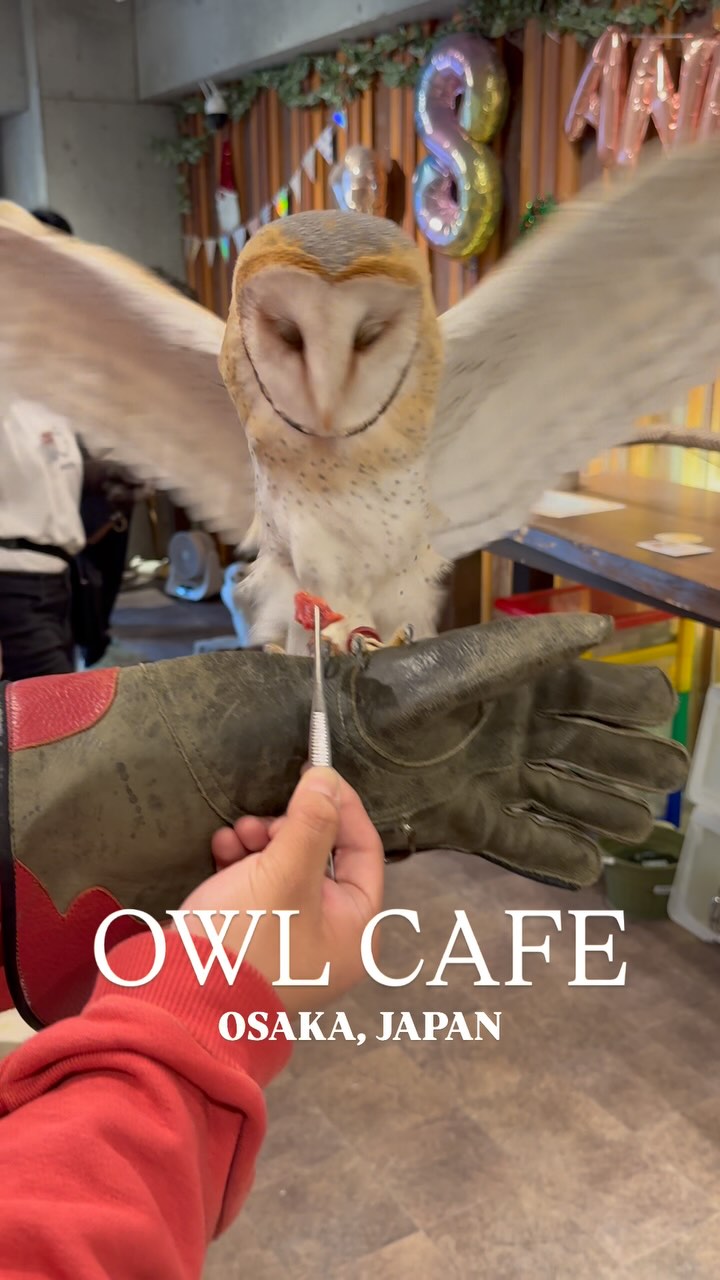 Owl Cafe Offers Up-Close Encounters With Birds