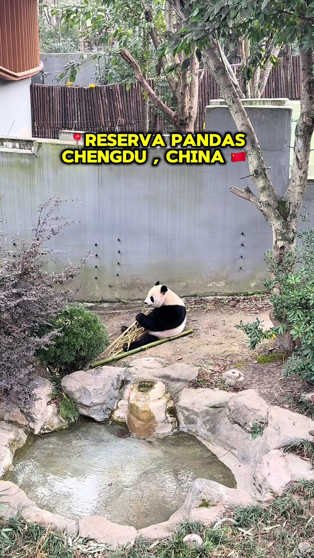 Chengdu Research Base Focuses On Panda Breeding