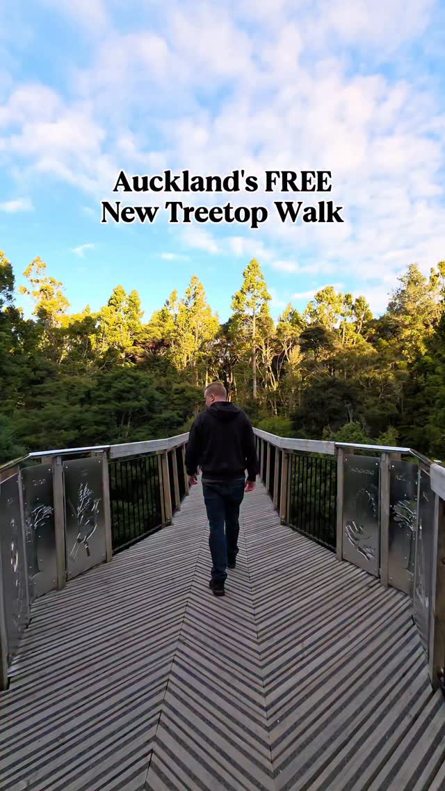 Auckland's Kauri Glen Reserve Treetop Walk