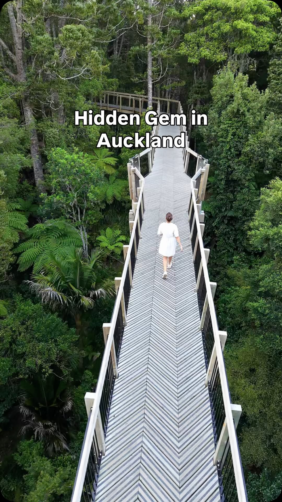 Auckland's Kauri Glen Park Treetop Walk