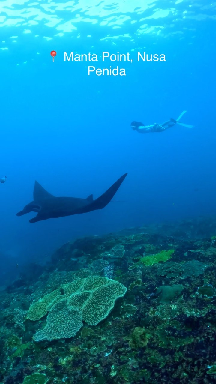 Snorkel Nusa Penida, Swim with Manta Rays