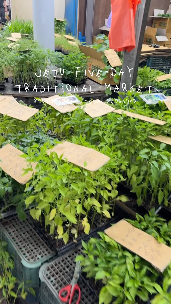 Seogwipo Five-Day Interval Market Offers Local Goods