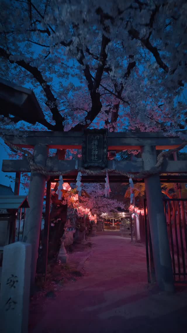 Sakura Shrine's Mystical Night Blossoms