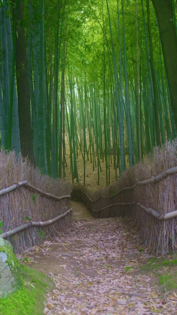 Kyoto's Arashiyama And Okayama Bamboo Groves