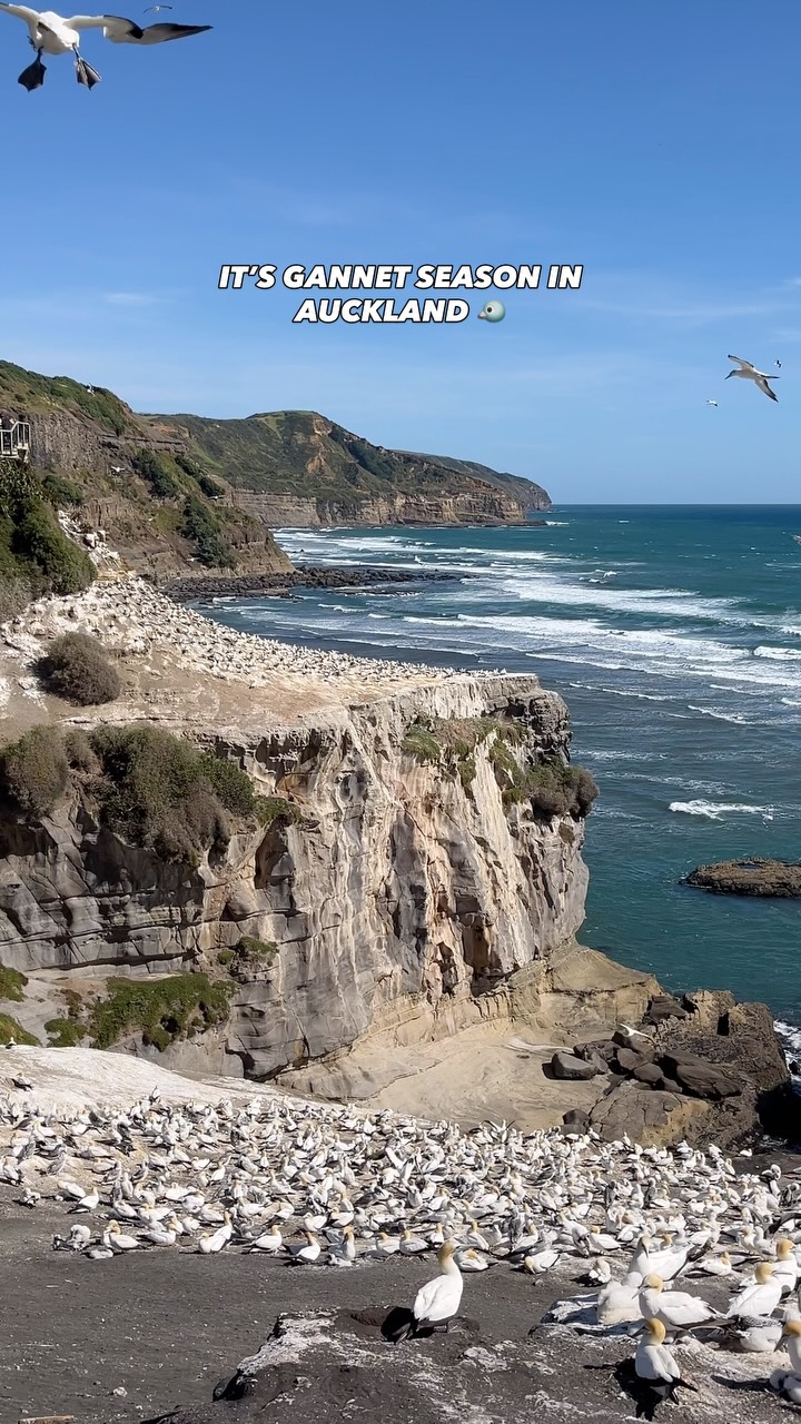 West Auckland Coastal Spots With Nesting Gannets