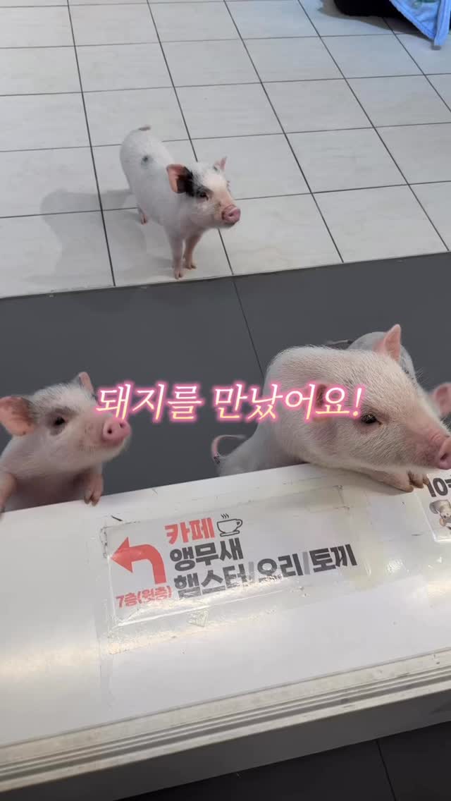 Unique Themed Cafe in Seoul