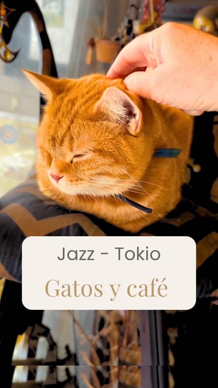 Tokyo Kissaten with Resident Cats and Jazz