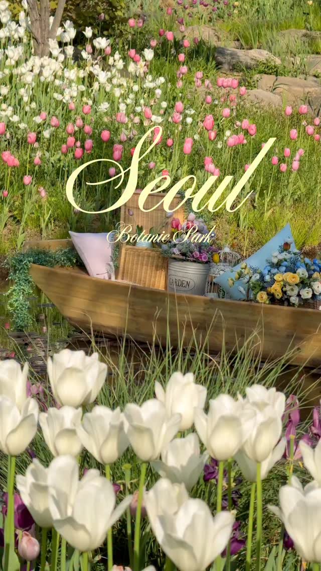 Seoul Botanic Garden's Monet-Inspired Tulip Display