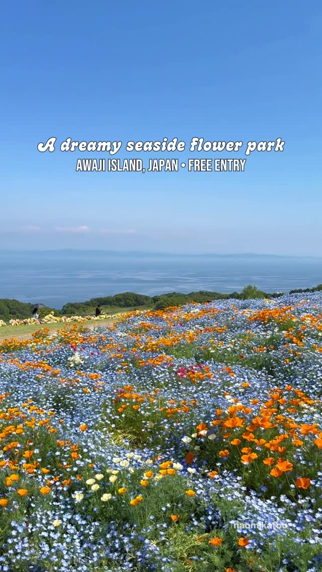 Awaji Island's Seaside Flower Fields