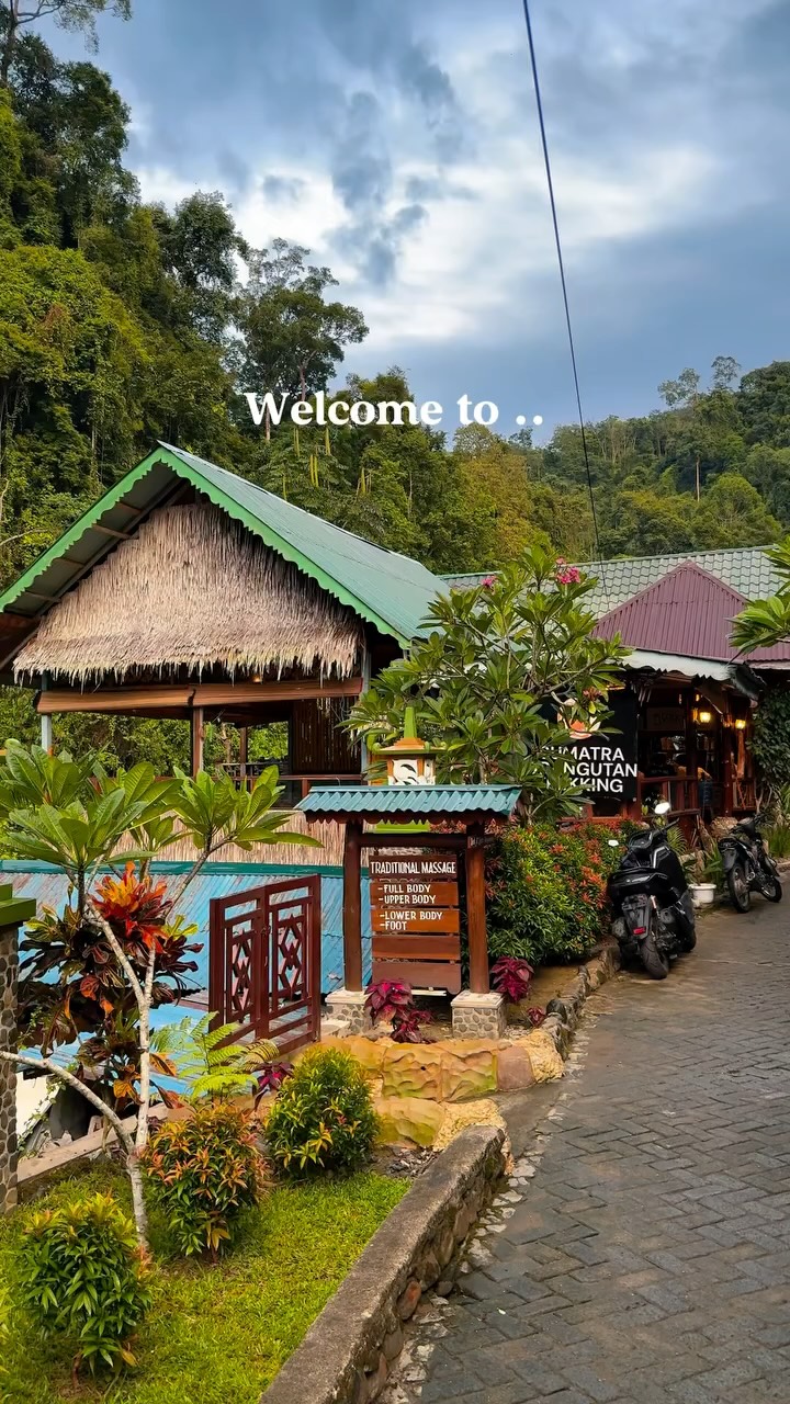 Sumatra's Jungles Home to Wild Orangutans