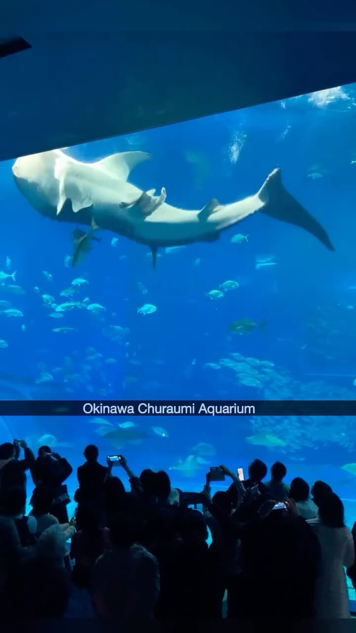 Okinawa Churaumi Aquarium's Wonders