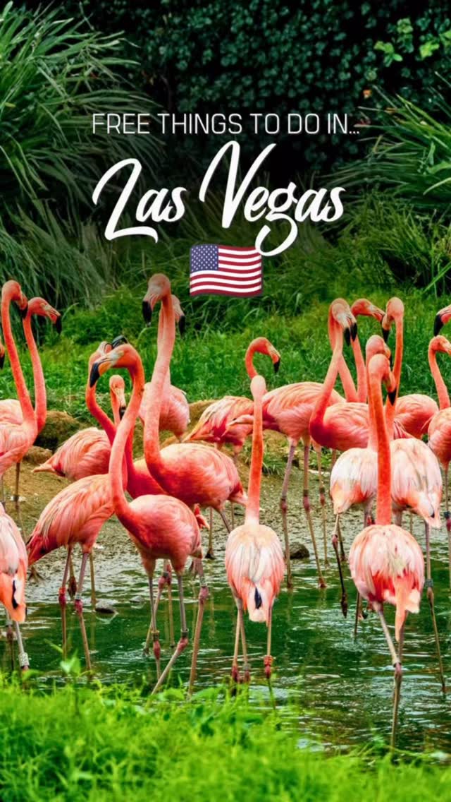 5 Attractions in Las Vegas