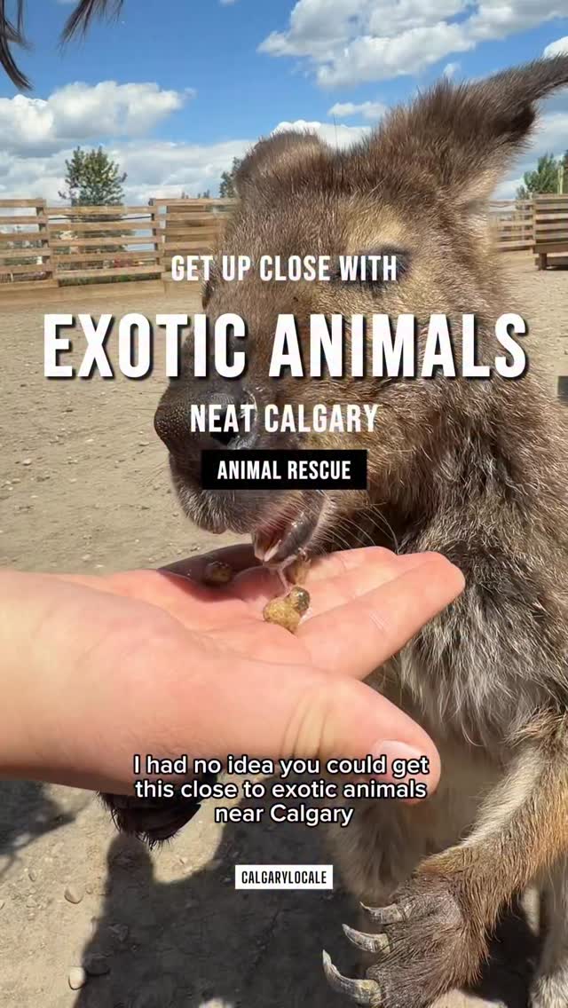 Interact With Exotic Animals Near Calgary