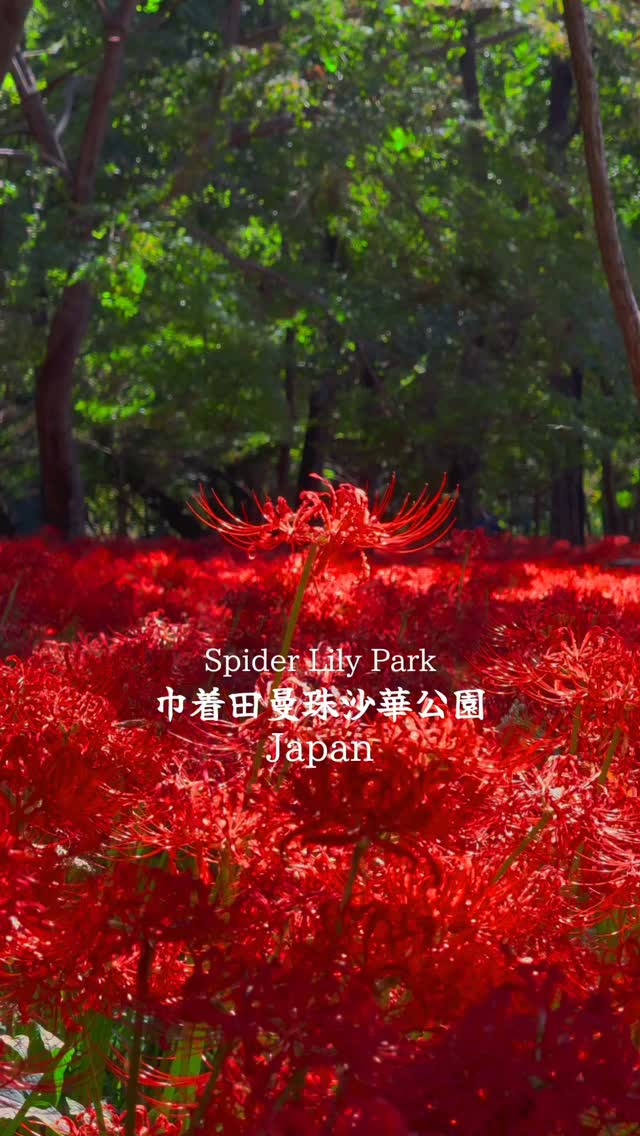 Kinchakuda Spider Lily Park's Vast Flower Fields