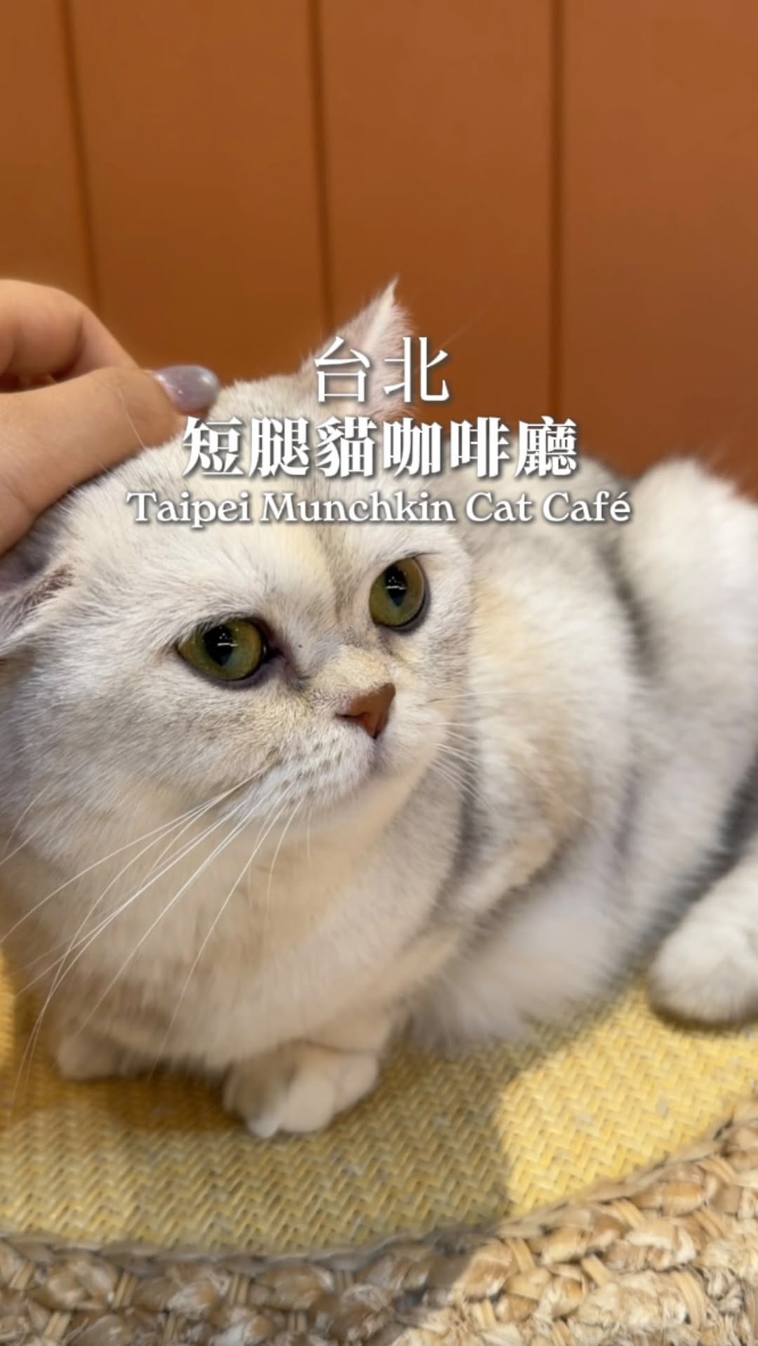 Cat Cafe with Sweet Treats in Taipei