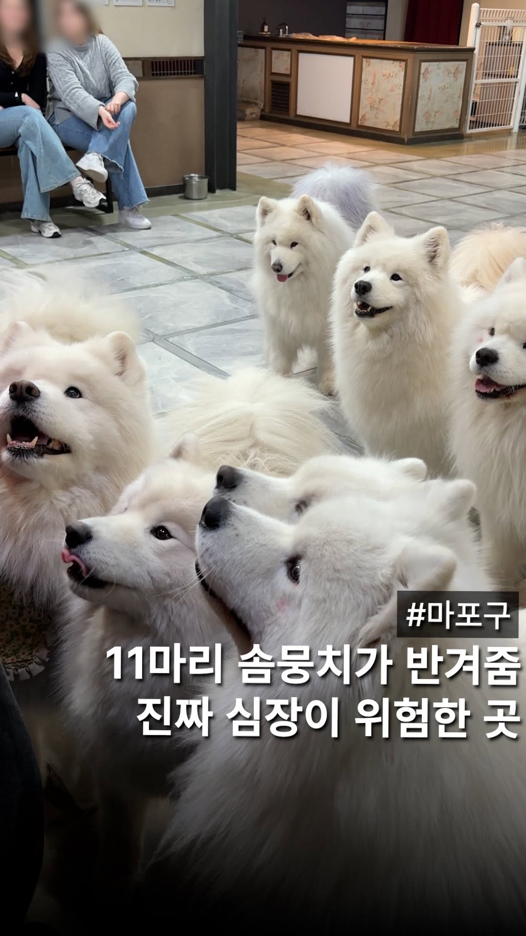 Samoyed Cafe Offers Heart-Melting Encounters