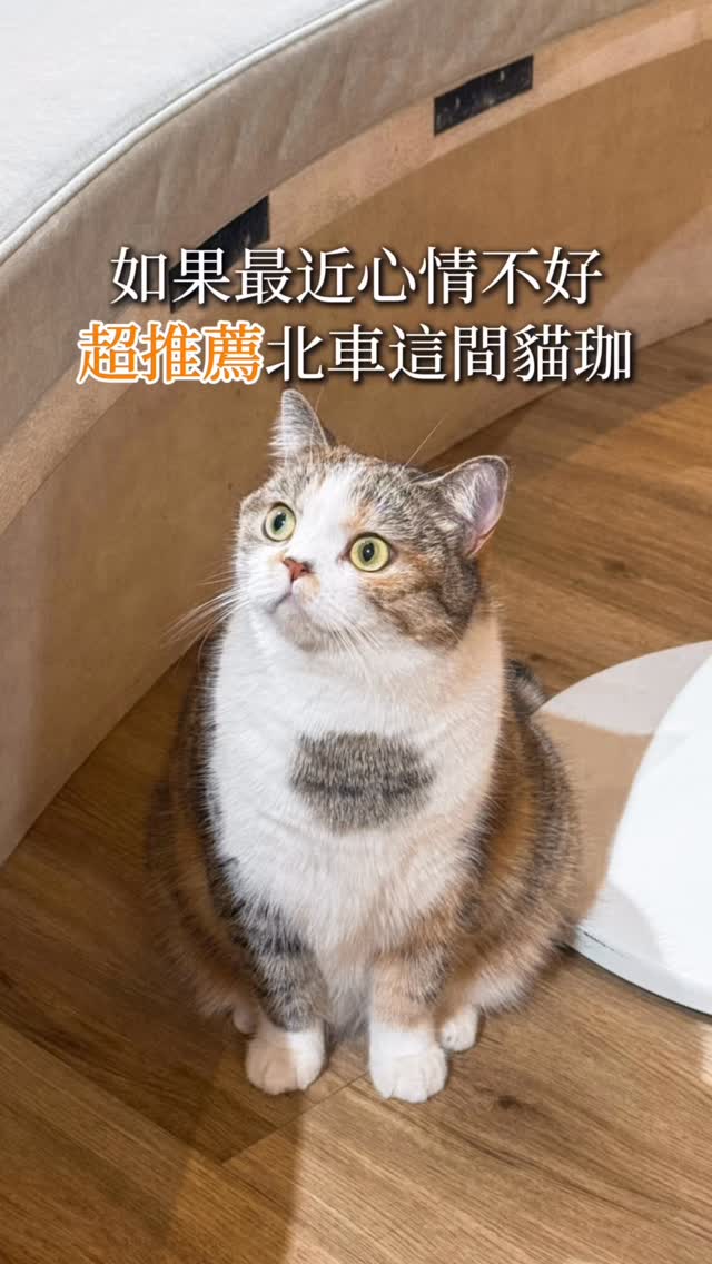 Cat Cafe Offers Comfort With Feline Companionship