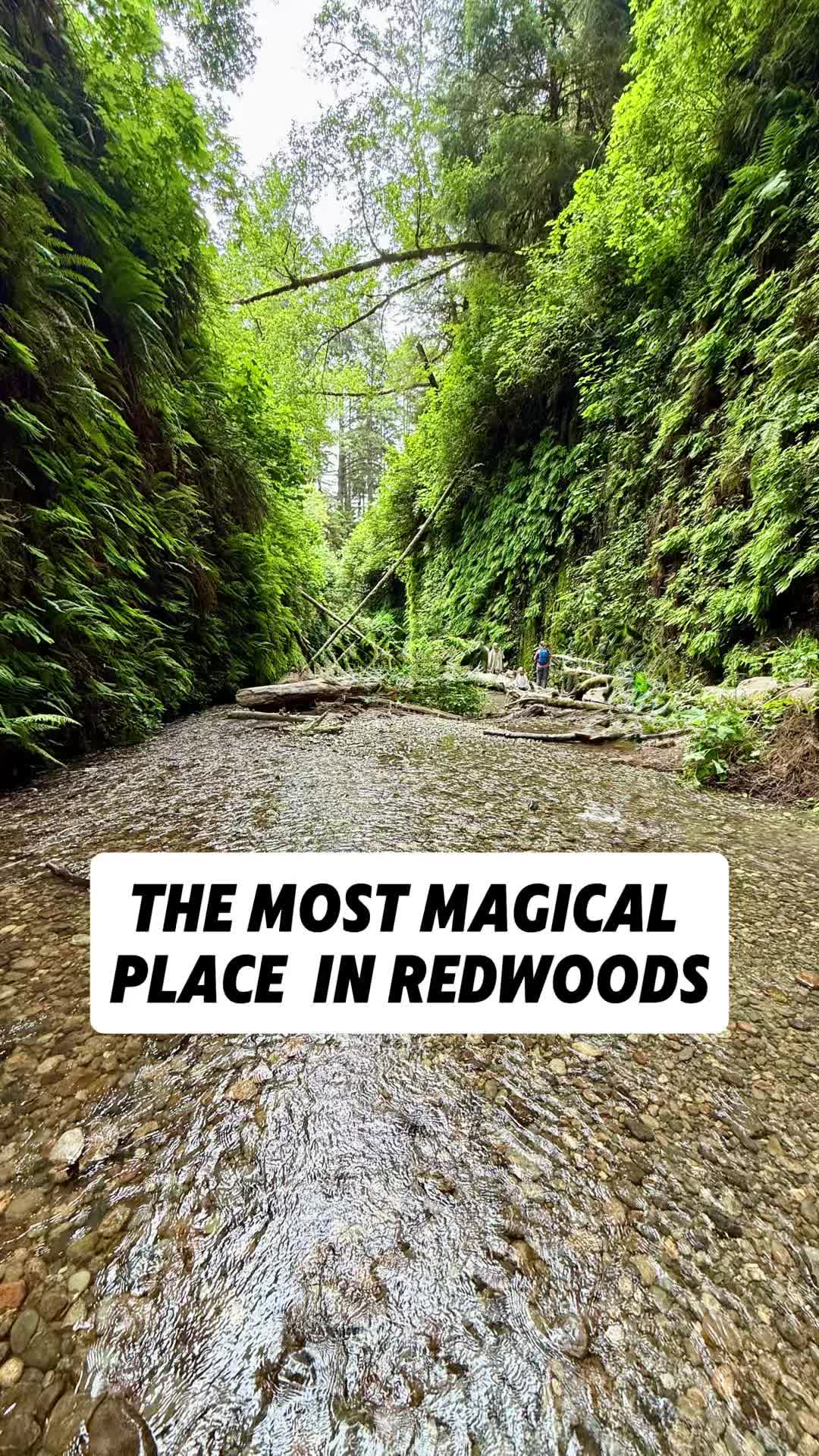 Coastal California Redwoods Parks With Fern Canyon